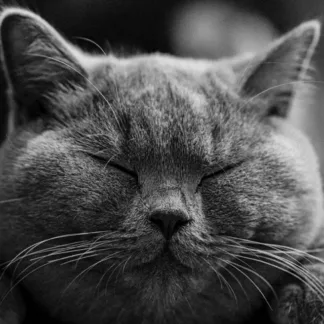 tablou sleeping cat, grumpy cat