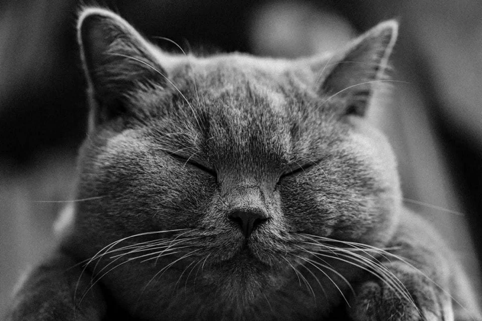 tablou sleeping cat, grumpy cat